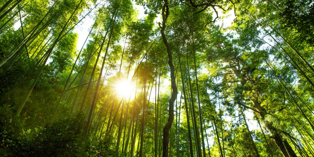Forêt de bambous à Kyoto au Japon